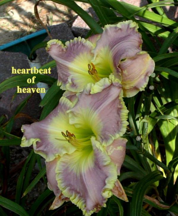 heartbeat of heav good